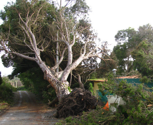 emergency tree removal Longford tree uprooted after storm